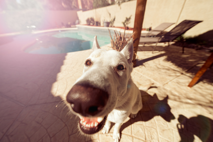 Funny Closeup Of Cute Dog In Back Yard.jpg